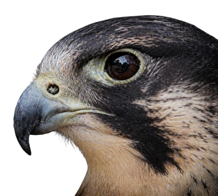 Falcon about to leave the nest